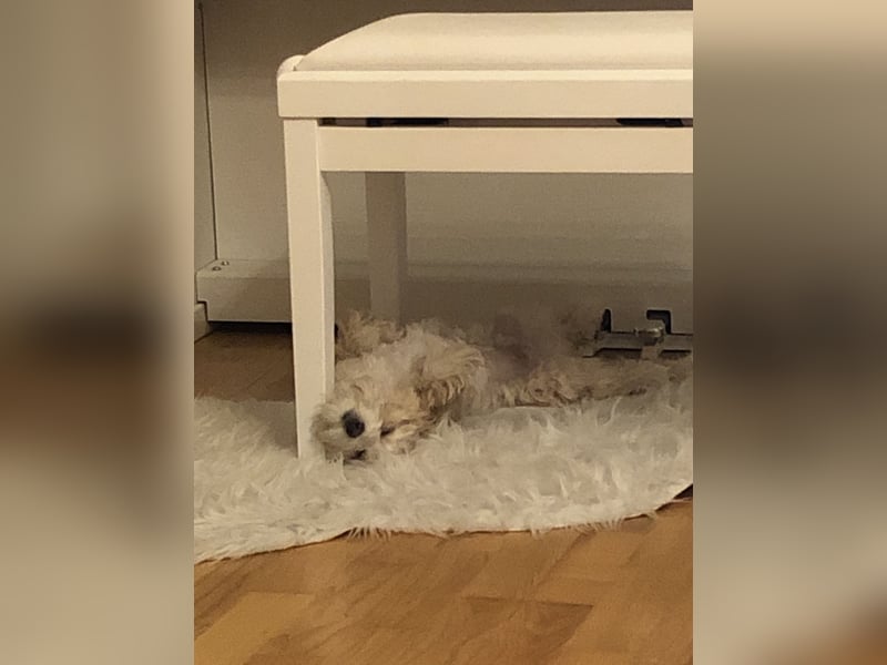 Havaneser Bolonka,  5 Jahre, sucht liebevolles Zuhause