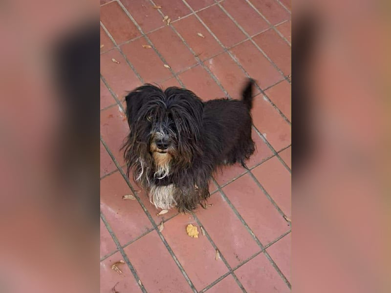 Cuki, Havaneser-Mix, Hündin, geb. am 16.06.2021,30 cm