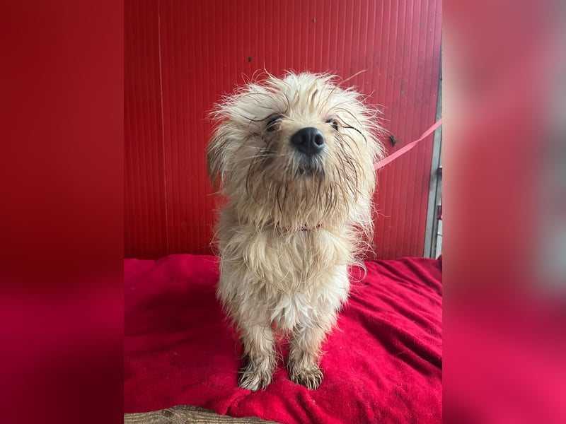 Nicky, Havaneser-Mix, Hündin, ca. 1 Jahr, 30 cm