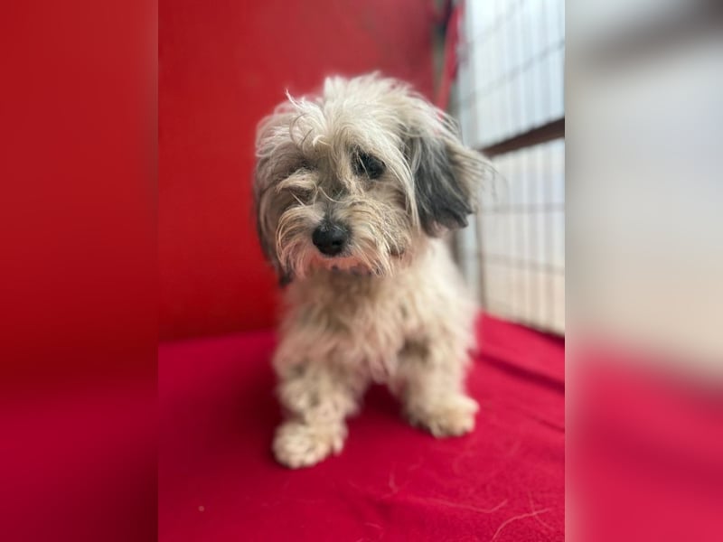 Daisy, Havaneser-Mix, Hündin, geb. am 20.07.2024, 30 cm, 6 kg