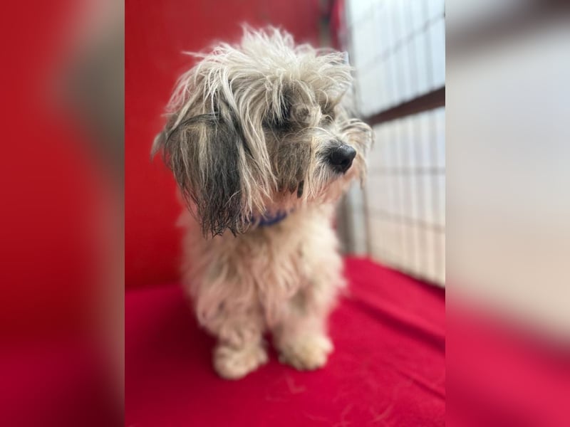 Daisy, Havaneser-Mix, Hündin, geb. am 20.07.2024, 30 cm, 6 kg