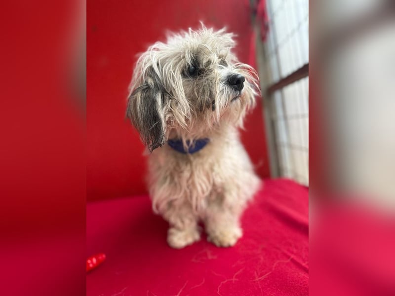 Daisy, Havaneser-Mix, Hündin, geb. am 20.07.2024, 30 cm, 6 kg