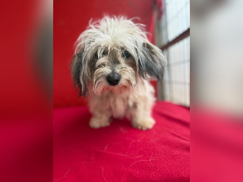 Daisy, Havaneser-Mix, Hündin, geb. am 20.07.2024, 30 cm, 6 kg