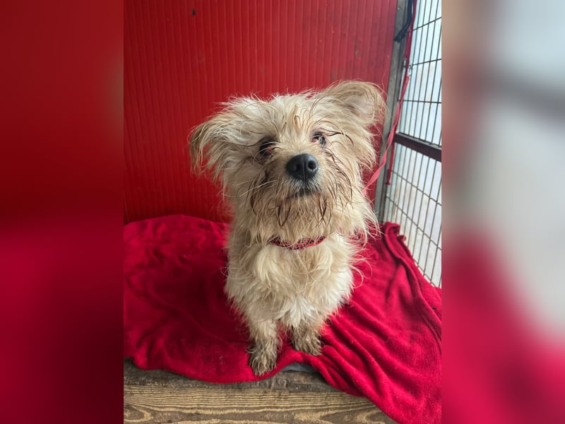 Nicky, Havaneser-Mix, Hündin, ca. 1 Jahr, 30 cm