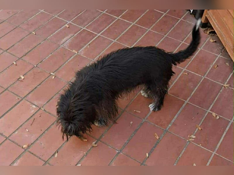 Cuki, Havaneser-Mix, Hündin, geb. am 16.06.2021,30 cm