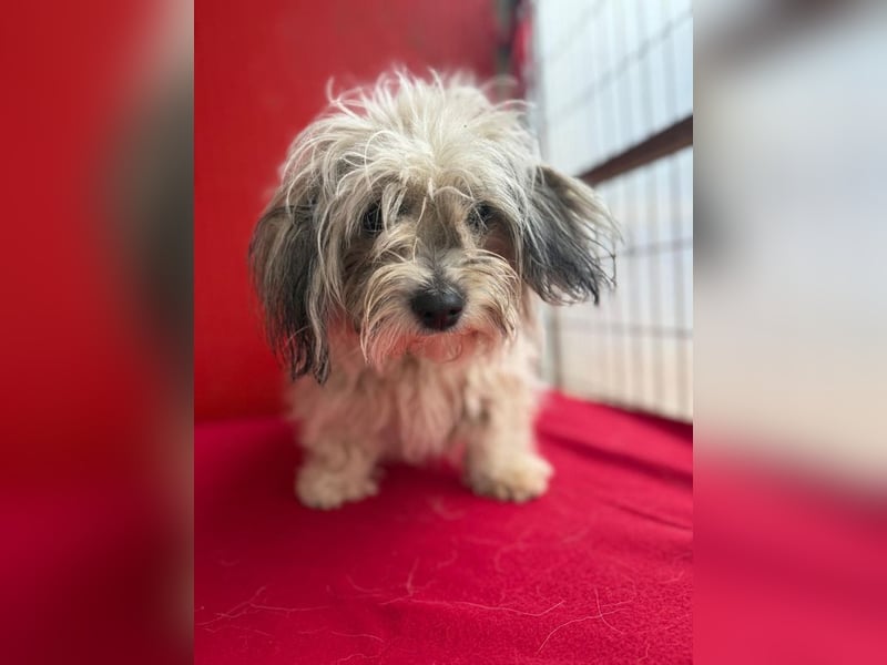 Daisy, Havaneser-Mix, Hündin, geb. am 20.07.2024, 30 cm, 6 kg