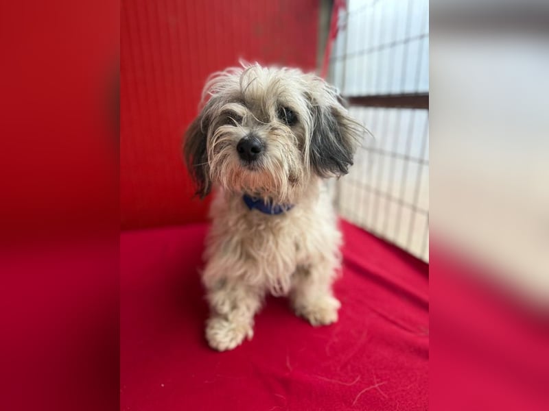 Daisy, Havaneser-Mix, Hündin, geb. am 20.07.2024, 30 cm, 6 kg