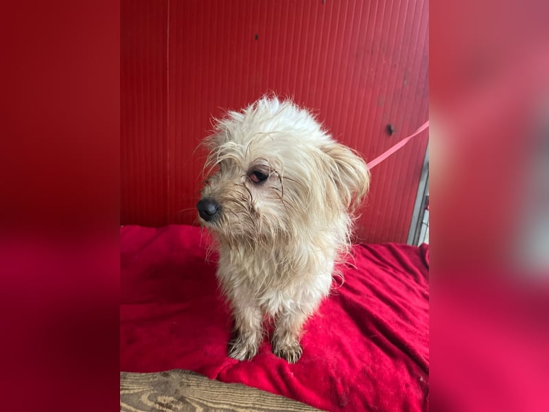 Nicky, Havaneser-Mix, Hündin, ca. 1 Jahr, 30 cm