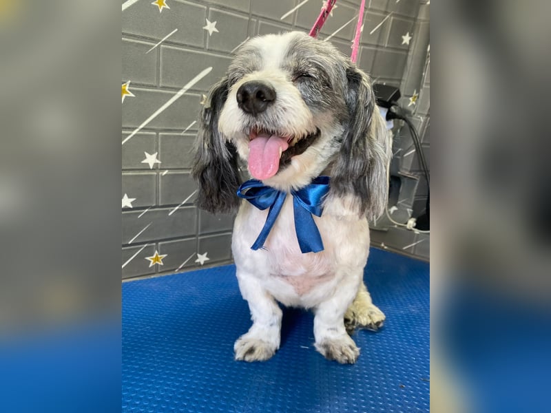 Junggebliebener Havaneser-Shih Tzu Mix MARLEY sucht seine Familie!