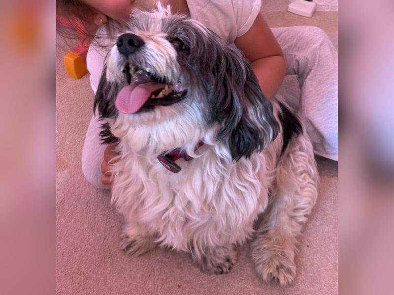 Junggebliebener Havaneser-Shih Tzu Mix MARLEY sucht seine Familie!