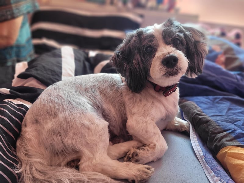 Junggebliebener Havaneser-Shih Tzu Mix MARLEY sucht seine Familie!