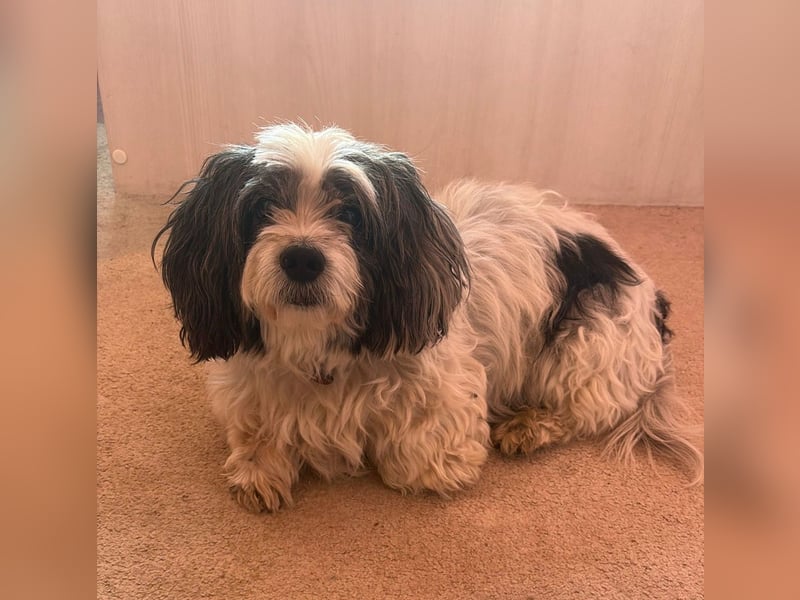 Junggebliebener Havaneser-Shih Tzu Mix MARLEY sucht seine Familie!