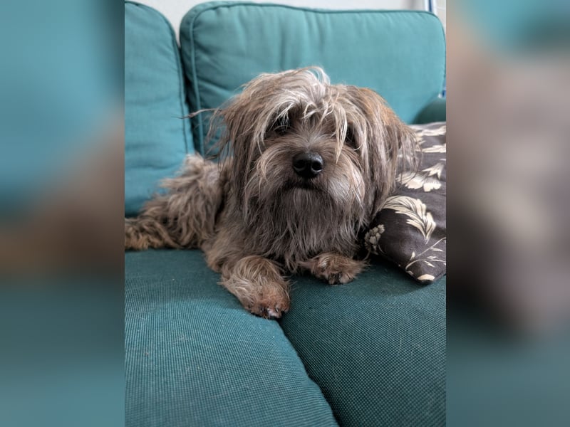 Wundervolle Hündin "Sunnie“ sucht liebevolles neues Zuhause