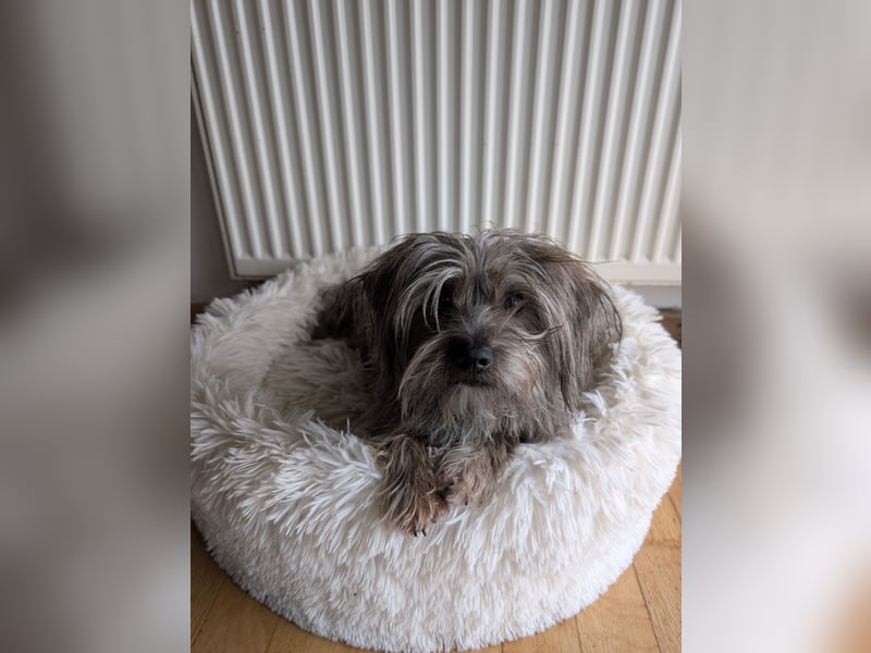 Wundervolle Hündin "Sunnie“ sucht liebevolles neues Zuhause