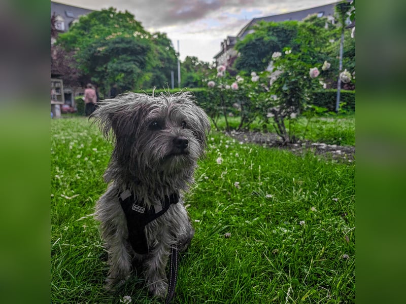 Wundervolle Hündin "Sunnie“ sucht liebevolles neues Zuhause