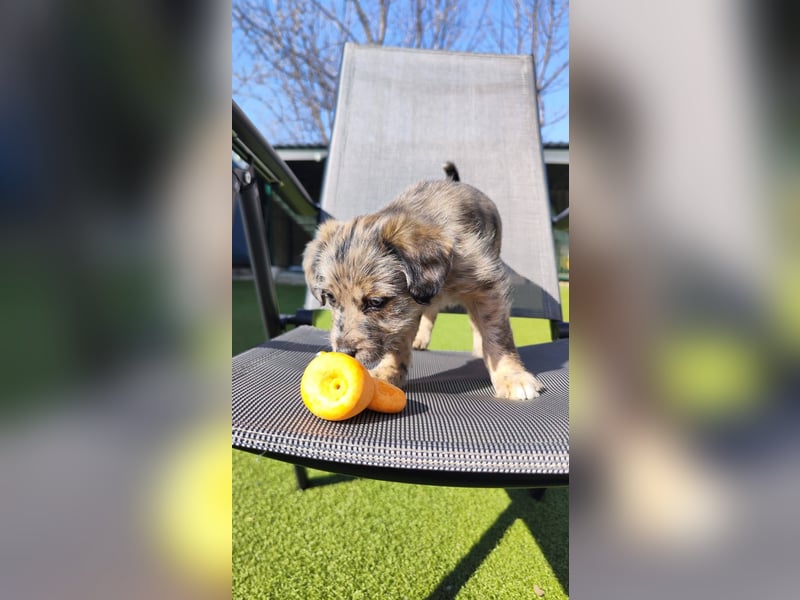 TULPE ca. 3-4 mon. Havanneser- Colliemix-Mädchen (kleinbleibend)