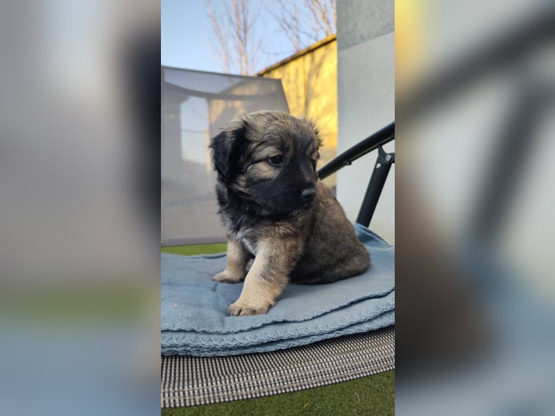 NARZISSE ca. 3-4 mon. Havannesermix-Mädchen sucht ....