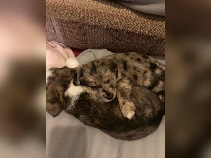 KROKUS ca. 3-4 mon. zuckersüßer Havanneser-austr. Shepardmix (kleinbleibend)