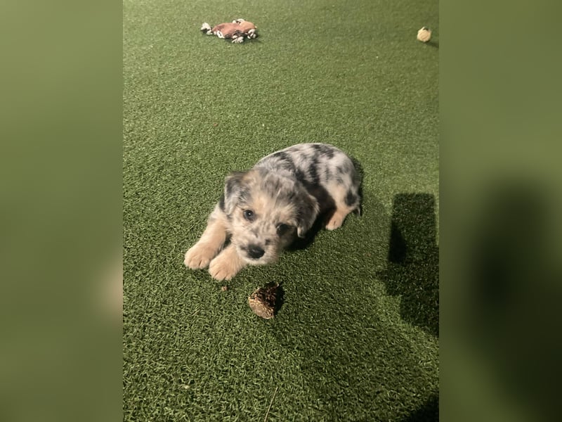 KROKUS ca. 3-4 mon. zuckersüßer Havanneser-austr. Shepardmix (kleinbleibend)