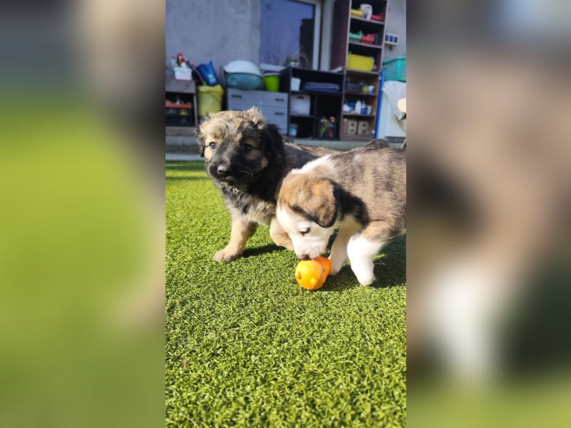 NARZISSE ca. 3-4 mon. Havannesermix-Mädchen sucht ....