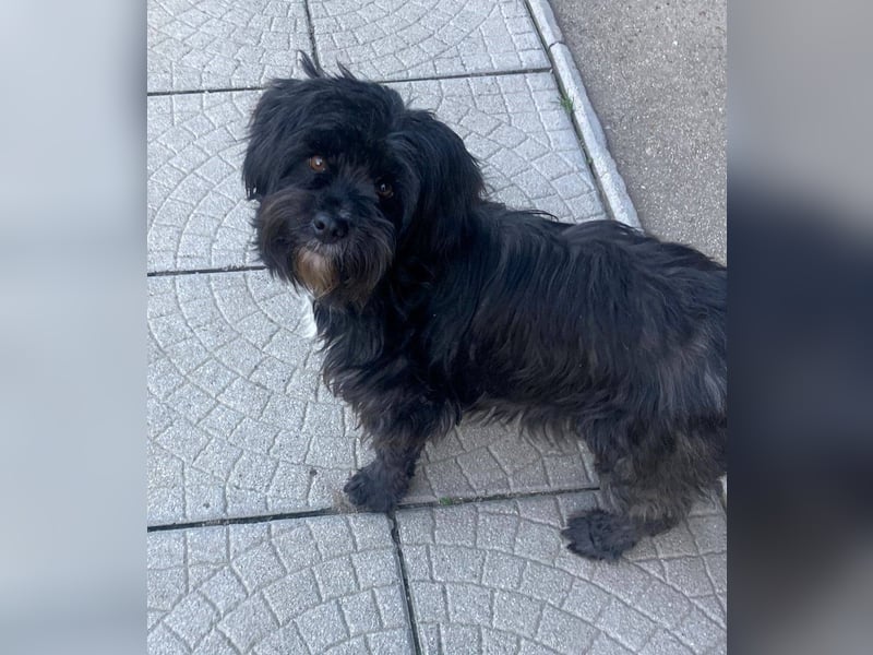 AGATHA ca. 2-3 J. Havannesermix-Hündin sucht liiebevolles Zuhause