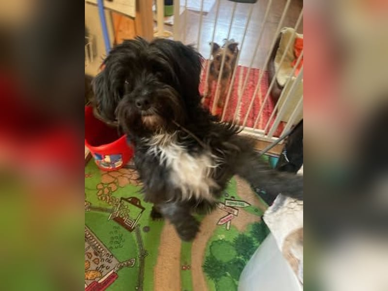 AGATHA ca. 2-3 J. Havannesermix-Hündin sucht liiebevolles Zuhause