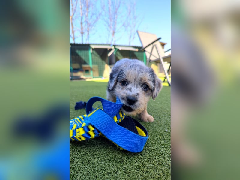 KROKUS ca. 3-4 mon. zuckersüßer Havanneser-austr. Shepardmix (kleinbleibend)