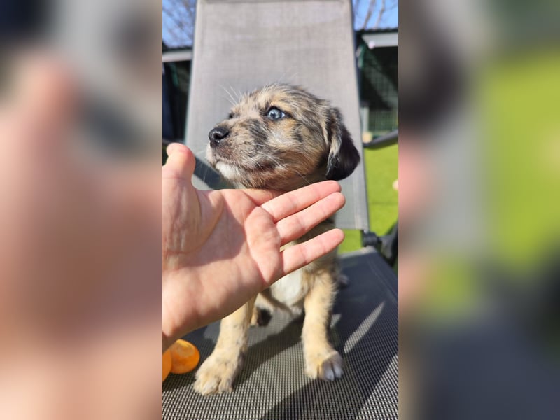 TULPE ca. 3-4 mon. Havanneser- Colliemix-Mädchen (kleinbleibend)