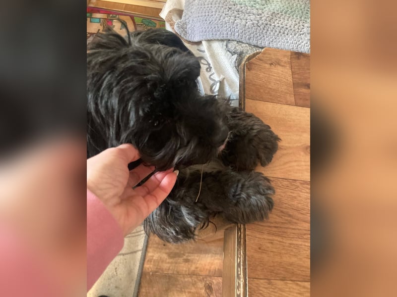 AGATHA ca. 2-3 J. Havannesermix-Hündin sucht liiebevolles Zuhause