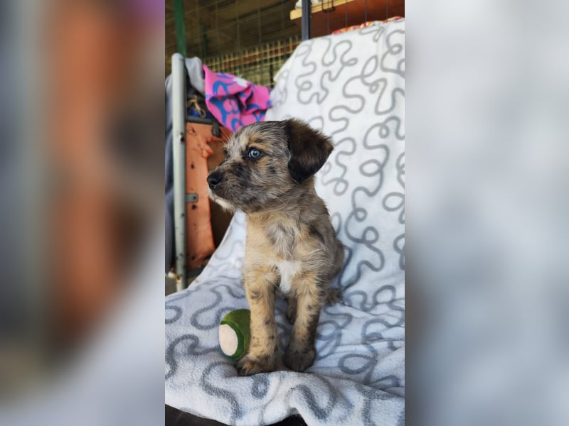 TULPE ca. 3-4 mon. Havanneser- Colliemix-Mädchen (kleinbleibend)