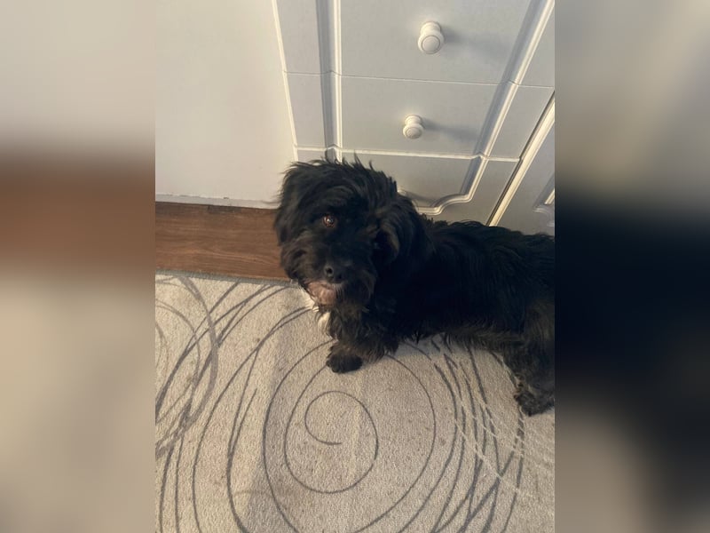 AGATHA ca. 2-3 J. Havannesermix-Hündin sucht liiebevolles Zuhause