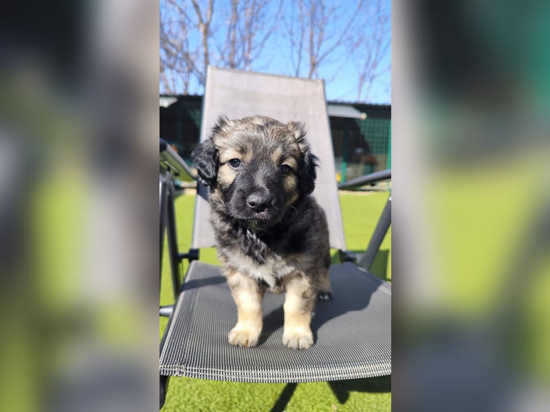 NARZISSE ca. 3-4 mon. Havannesermix-Mädchen sucht ....