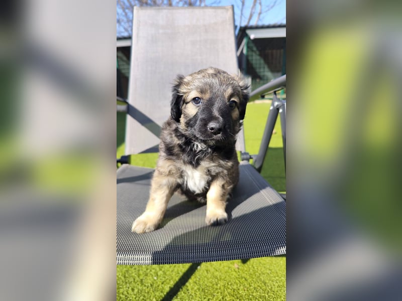 NARZISSE ca. 3-4 mon. Havannesermix-Mädchen sucht ....