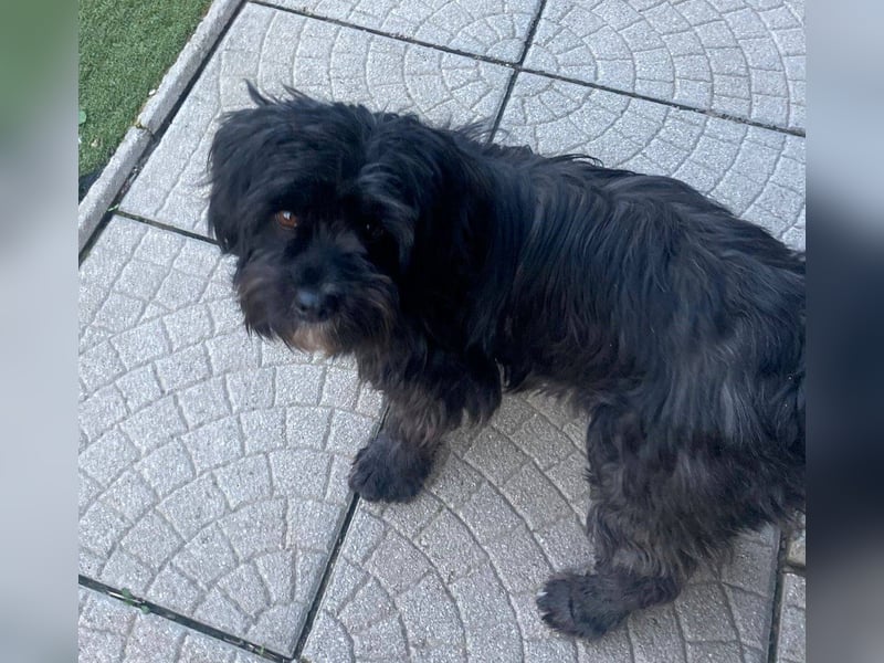 AGATHA ca. 2-3 J. Havannesermix-Hündin sucht liiebevolles Zuhause