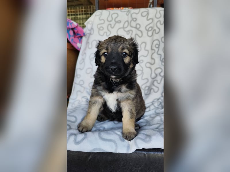 NARZISSE ca. 3-4 mon. Havannesermix-Mädchen sucht ....