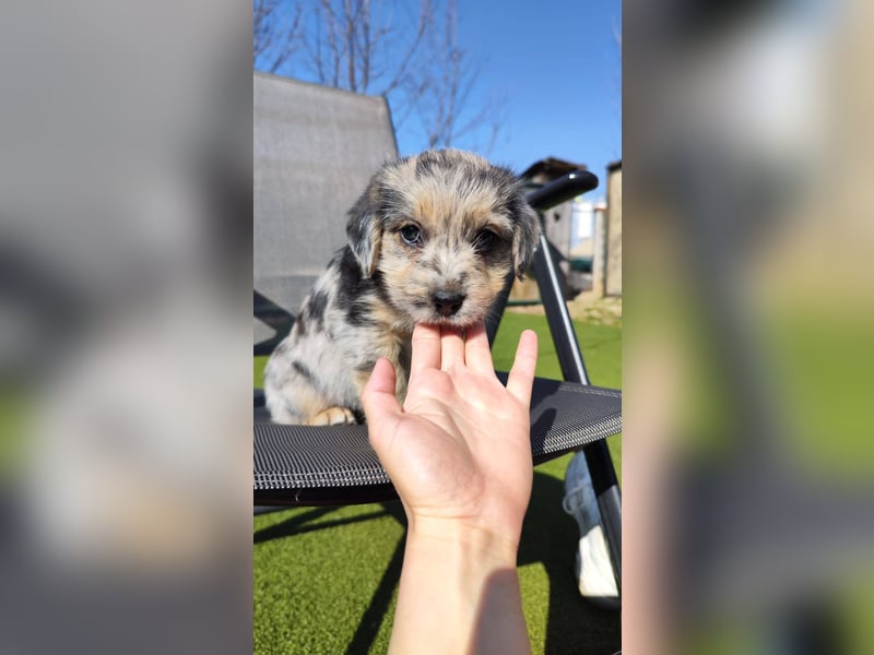 KROKUS ca. 3-4 mon. zuckersüßer Havanneser-austr. Shepardmix (kleinbleibend)