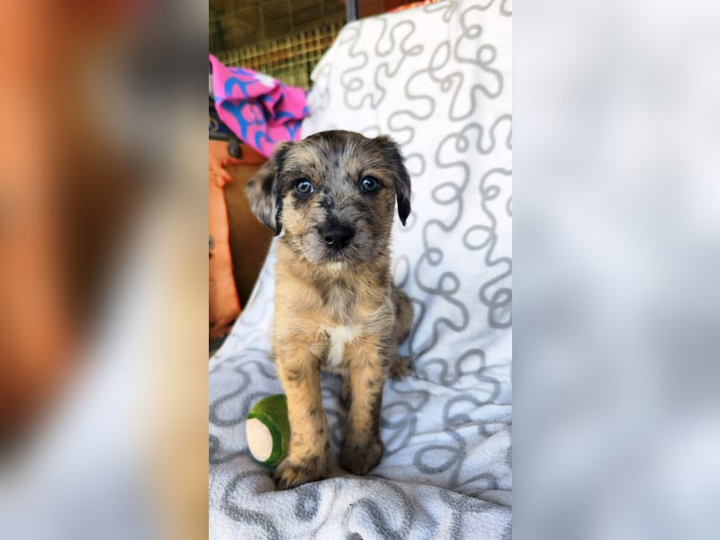 TULPE ca. 3-4 mon. Havanneser- Colliemix-Mädchen (kleinbleibend)