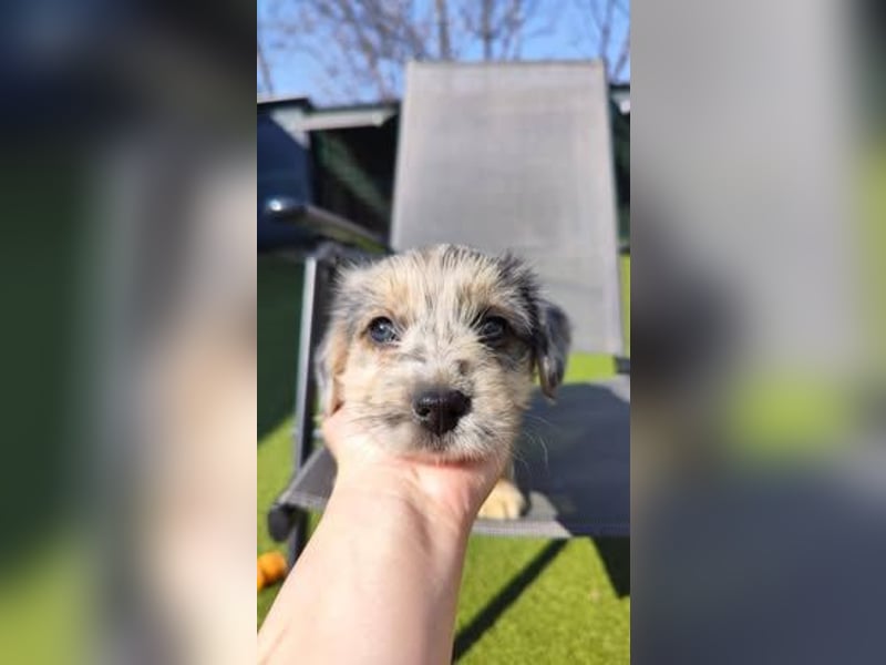 KROKUS ca. 3-4 mon. zuckersüßer Havanneser-austr. Shepardmix (kleinbleibend)