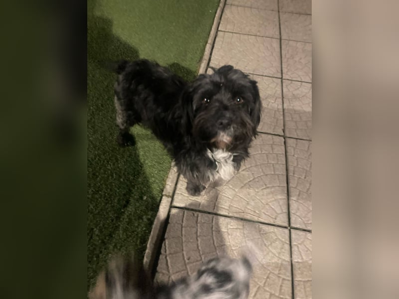 AGATHA ca. 2-3 J. Havannesermix-Hündin sucht liiebevolles Zuhause