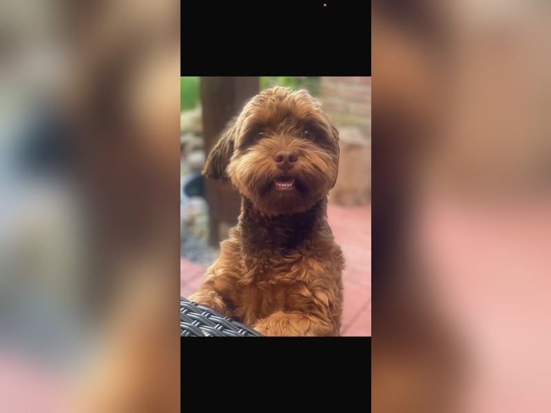 Deckhundangebot: Havaneser !!!