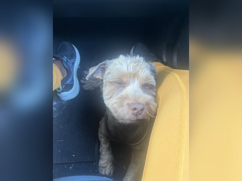 Deckhundangebot: Havaneser !!!