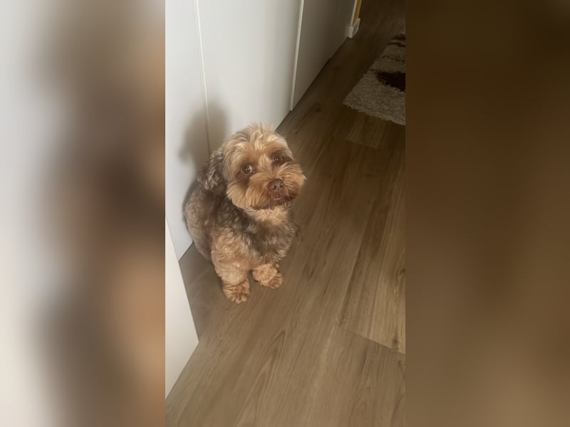 Deckhundangebot: Havaneser !!!