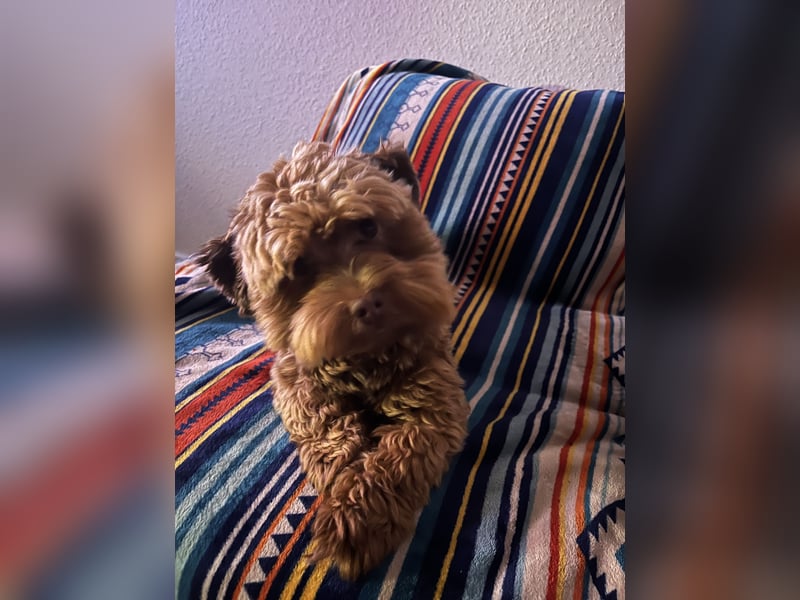 Deckhundangebot: Havaneser !!!