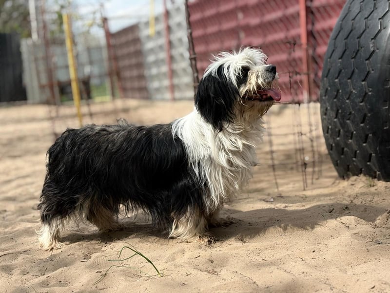 Hanka sucht ein warmes Körbchen
