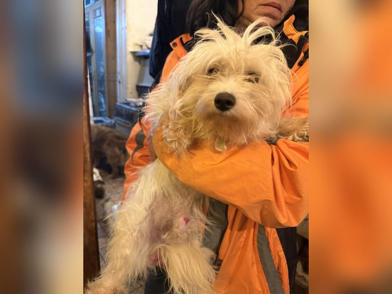 MOW, zutraulicher kleiner Herzenshund, 1 Jahr, 30 cm, Havaneser-Mischling, Tierschutz Rumänien