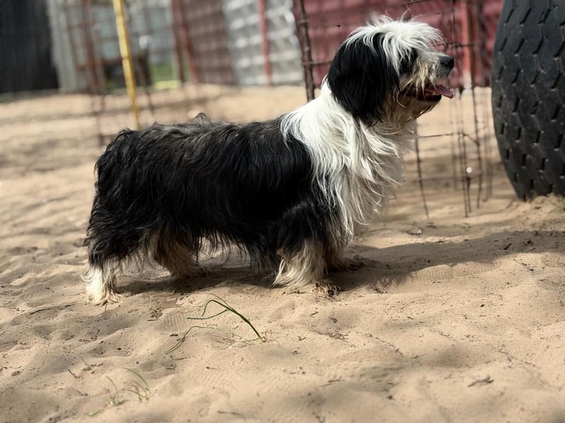 Hanka sucht ein warmes Körbchen