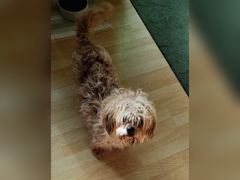 JULI, liebes Leckermäulchen, 3 Jahre, 30 cm, Havaneser-Mix, Tierschutz, Pflegestelle Rösrath