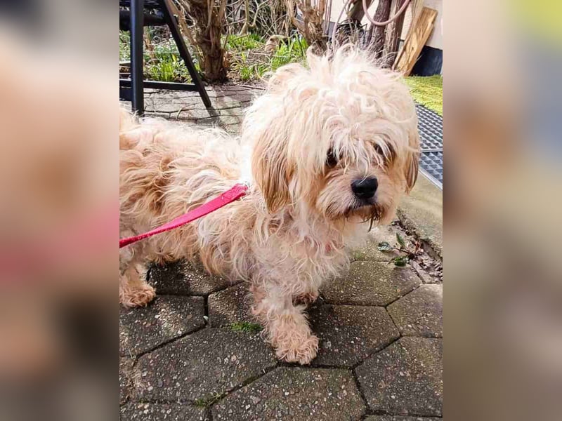 JULI, liebes Leckermäulchen, 3 Jahre, 30 cm, Havaneser-Mix, Tierschutz, Pflegestelle Rösrath