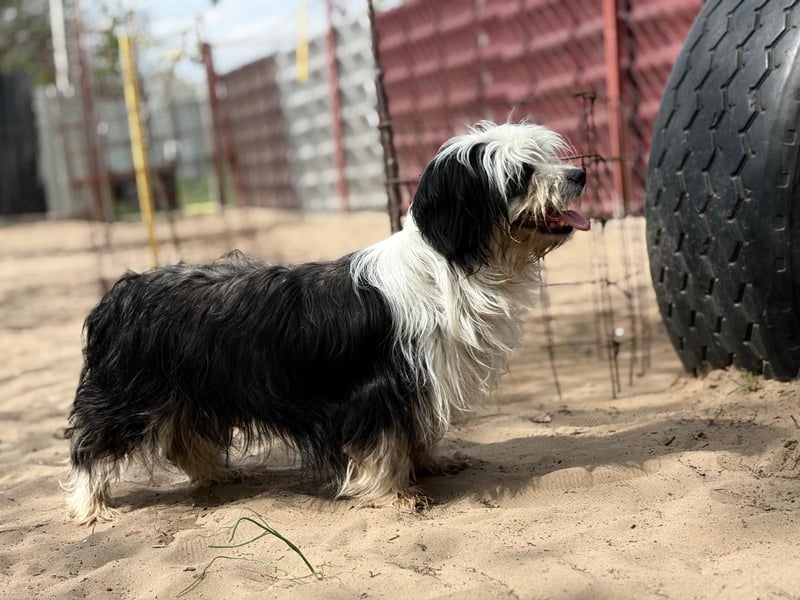 Hanka sucht ein warmes Körbchen