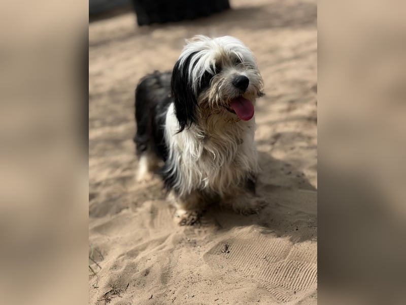 Hanka sucht ein warmes Körbchen